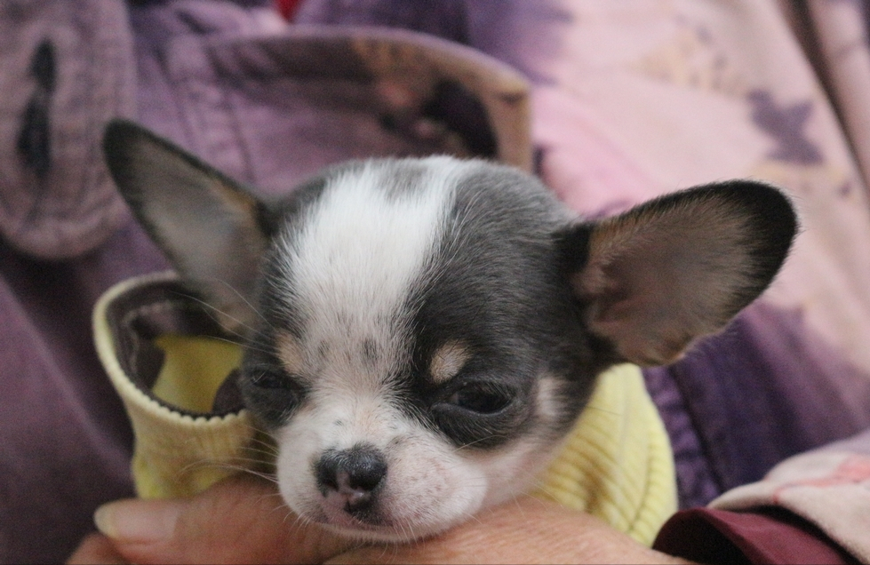 了解吉娃娃市场一览表（吉娃娃狗多少钱一只）