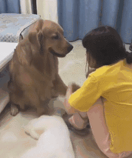 便宜的宠物狗都有哪些（详解：8大便宜且好养的狗）