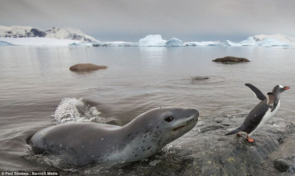 企鹅究竟是哺乳动物还是两栖动物（附：切是哺乳还是卵生的）
