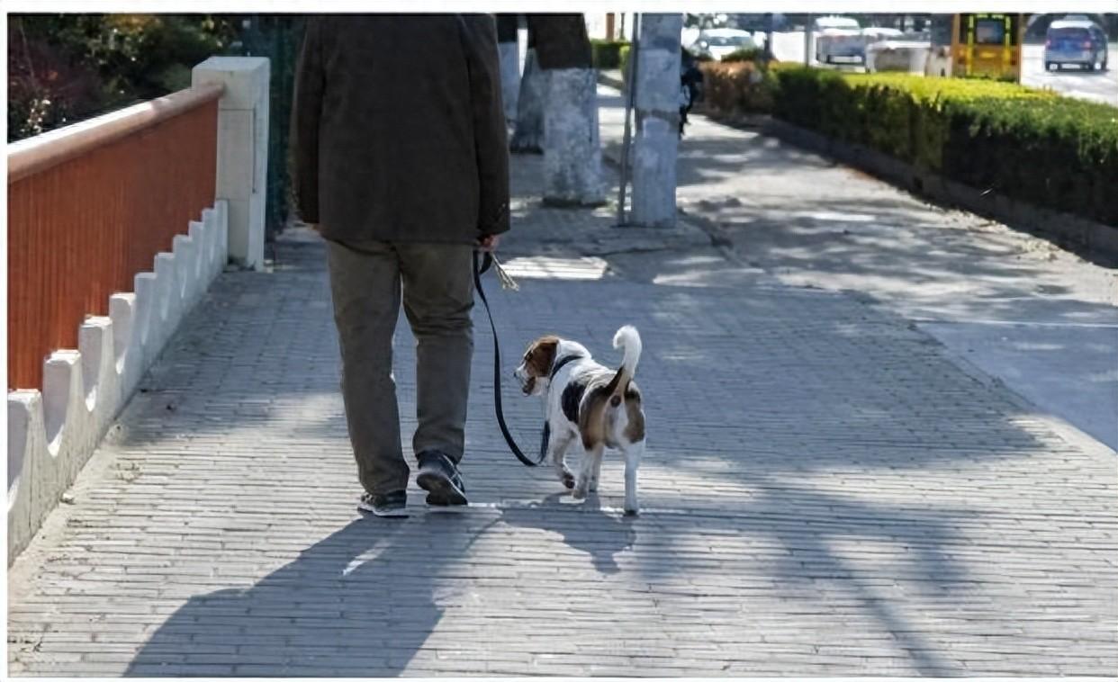 大哥遛狗很严谨再小的狗都要牵狗绳