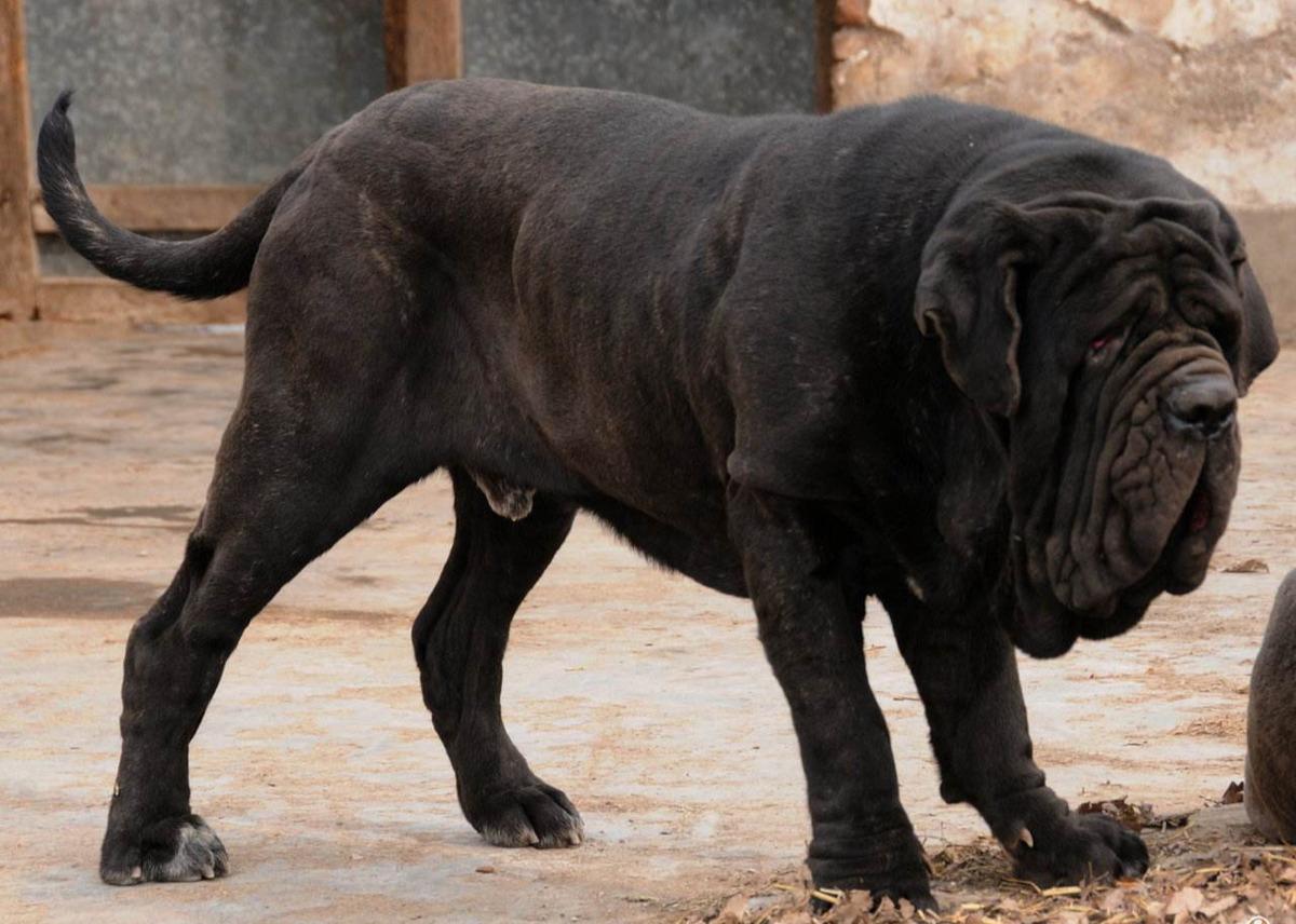 你知道阿根廷杜高犬也是性犬吗（附：世界上最凶残的7种烈性犬）