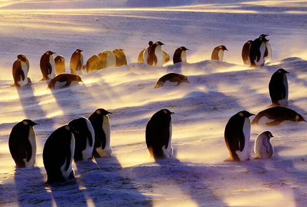 企鹅究竟是哺乳动物还是两栖动物（附：切是哺乳还是卵生的）