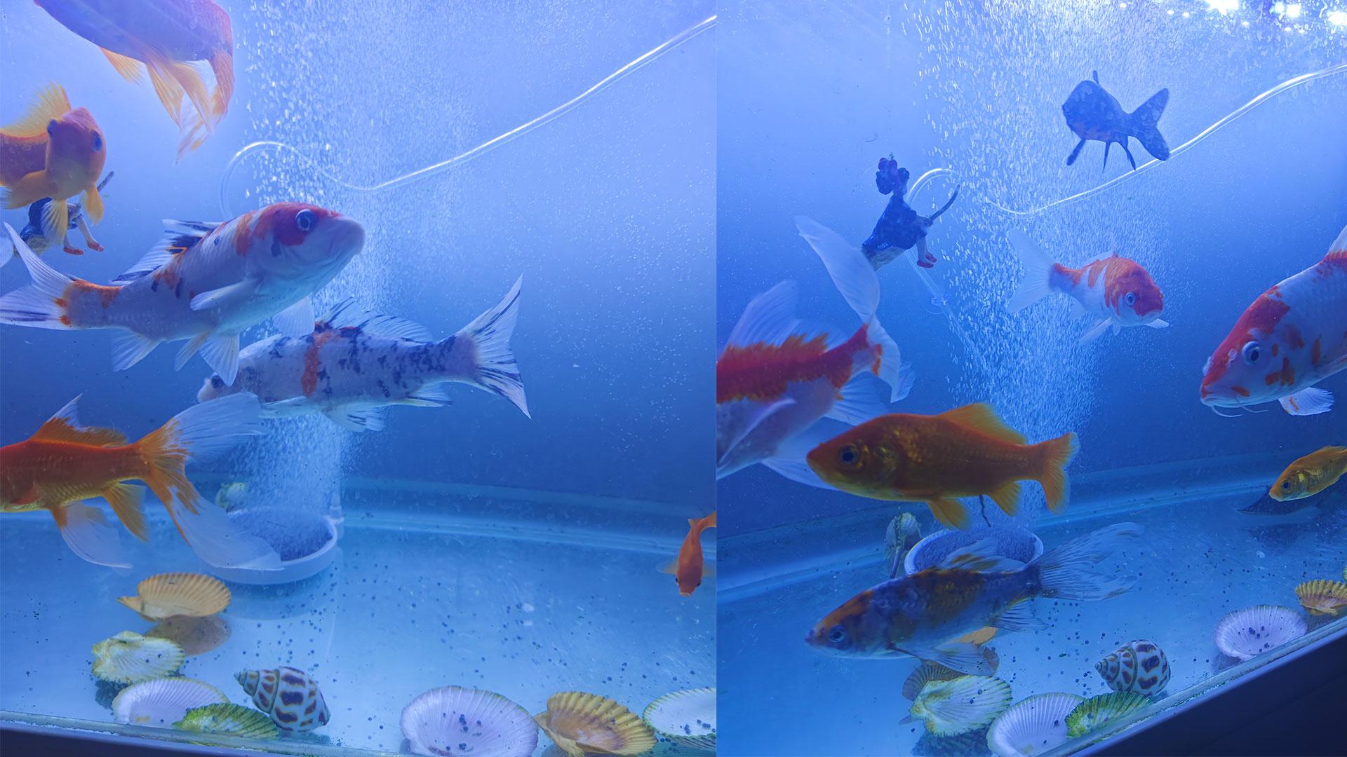 鱼缸增氧泵的正确使用方法（一直开氧气泵会影响鱼休息吗）