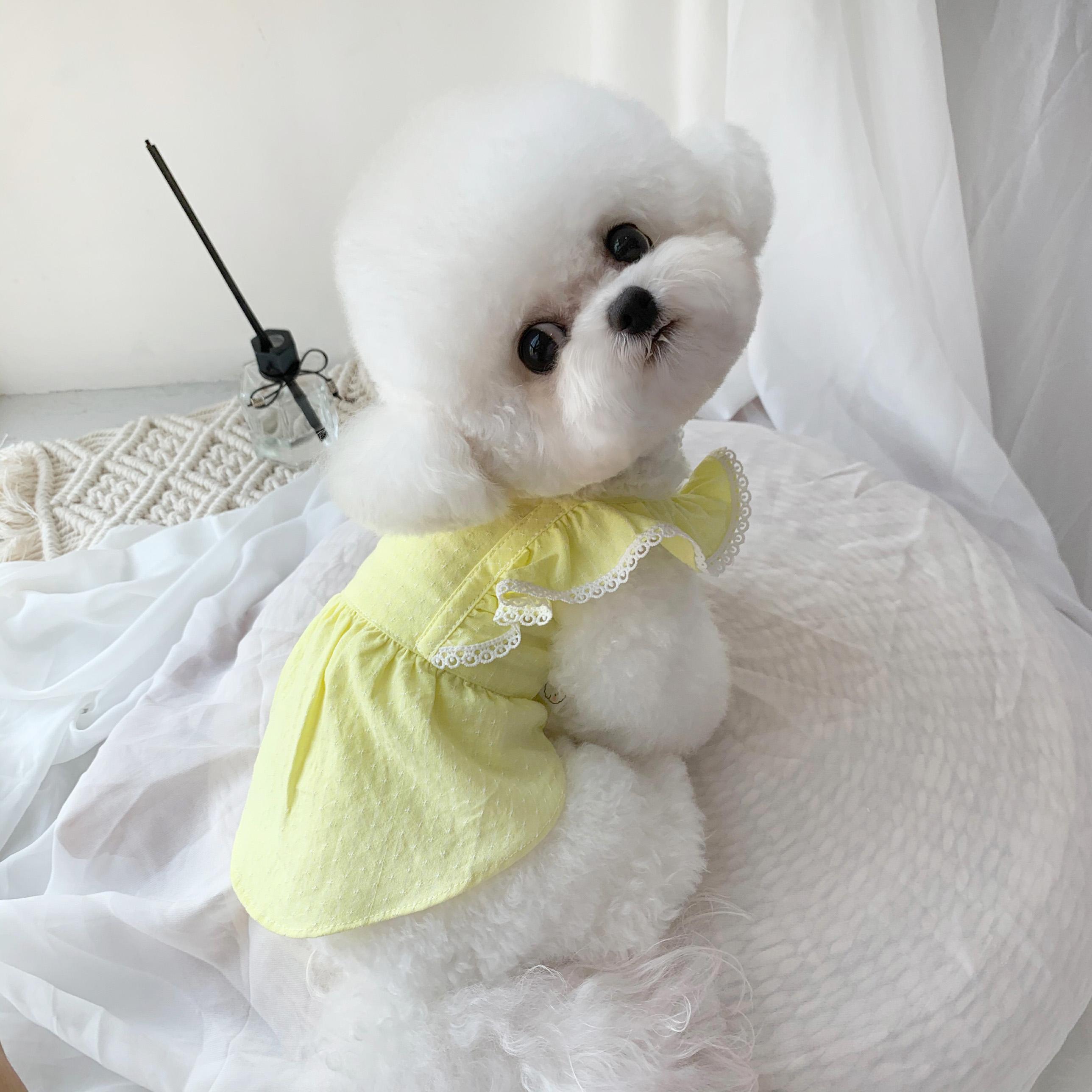 比熊笨吗（比熊也是非常的聪明的不要小瞧哦）