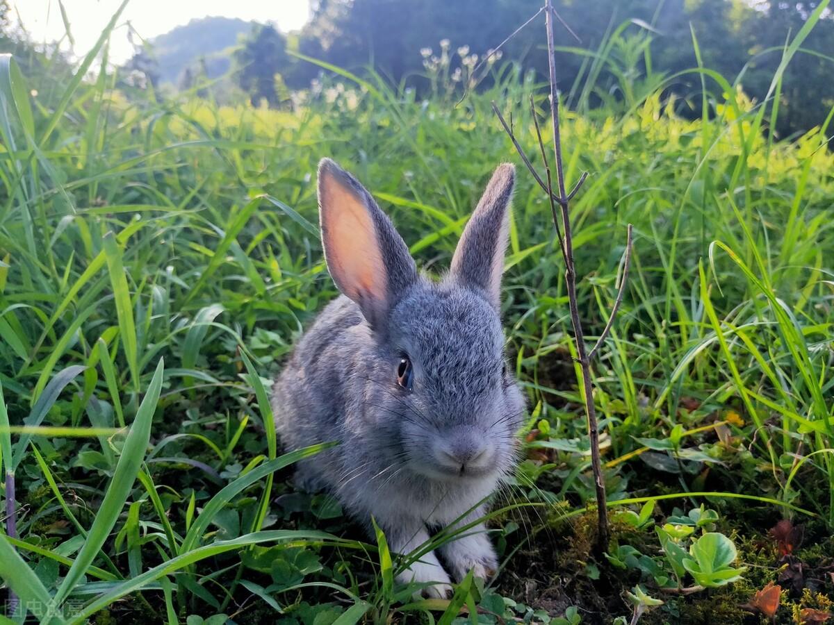 兔子拉肚子多久会死掉啊