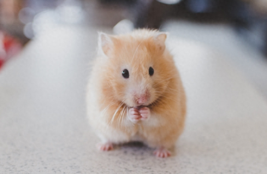 仓鼠多久洗一次澡