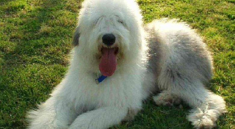 古代英国牧羊犬喜欢什么