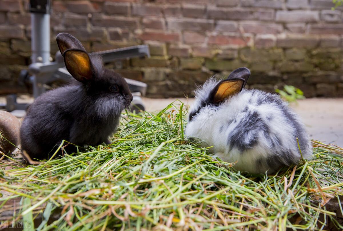 兔子拉肚子多久会死掉啊（兔子拉稀奄奄一息还能救吗）