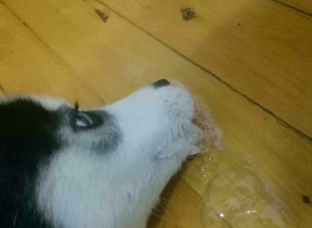 狗狗头部受损5大征兆（狗狗脑部神经受损表现能自行恢复吗）