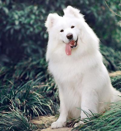 微笑天使是什么狗（微笑天使萨摩耶）