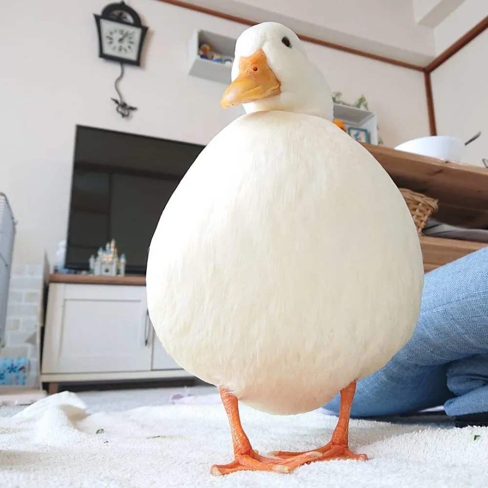 可达鸭幼崽价格最高可达上万一只（2024年养一只活可达鸭多少钱）