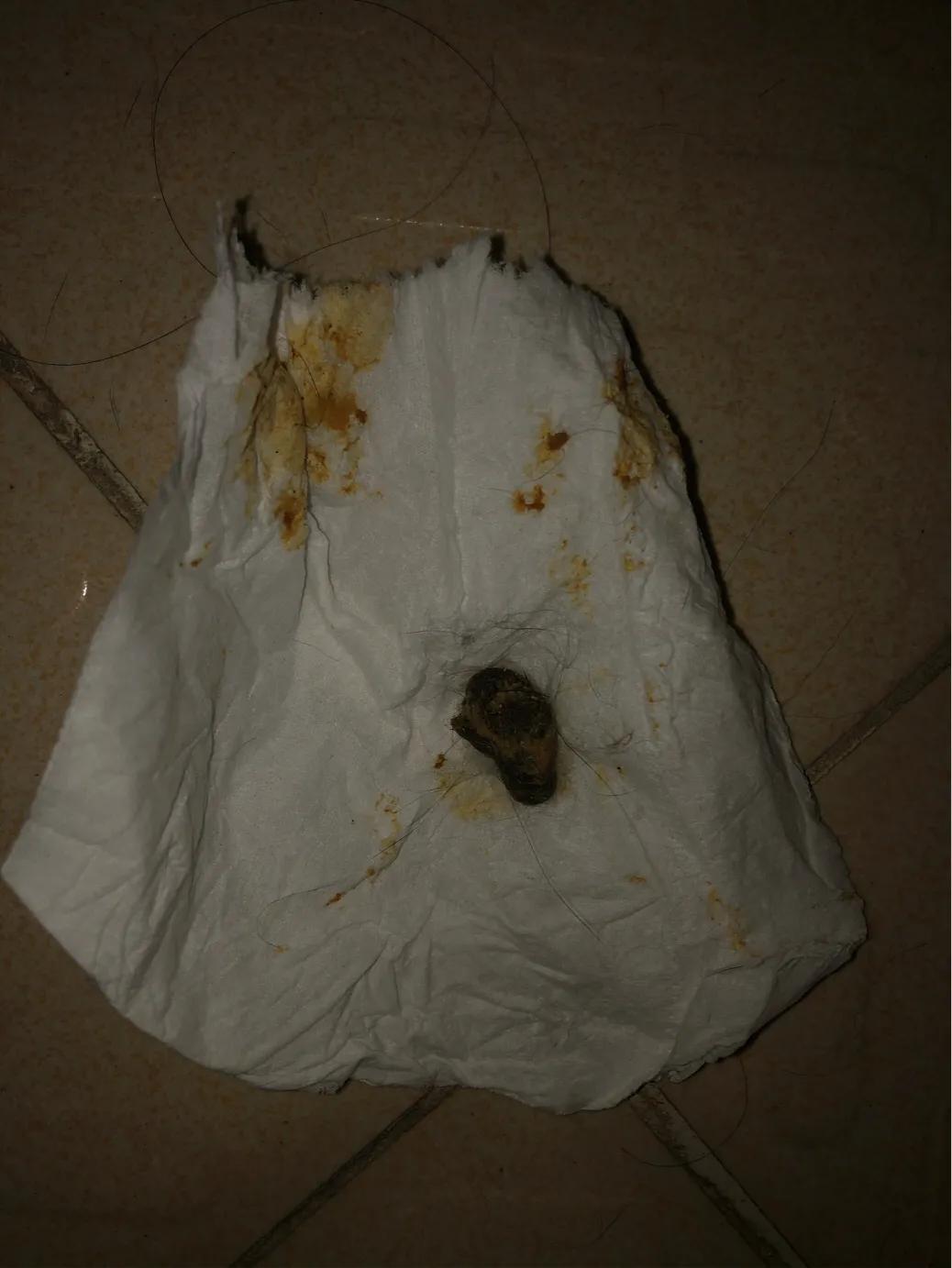 猫咪肠胃炎好转的迹象有哪些