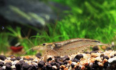 草缸十大首选鱼虾混养的有哪些