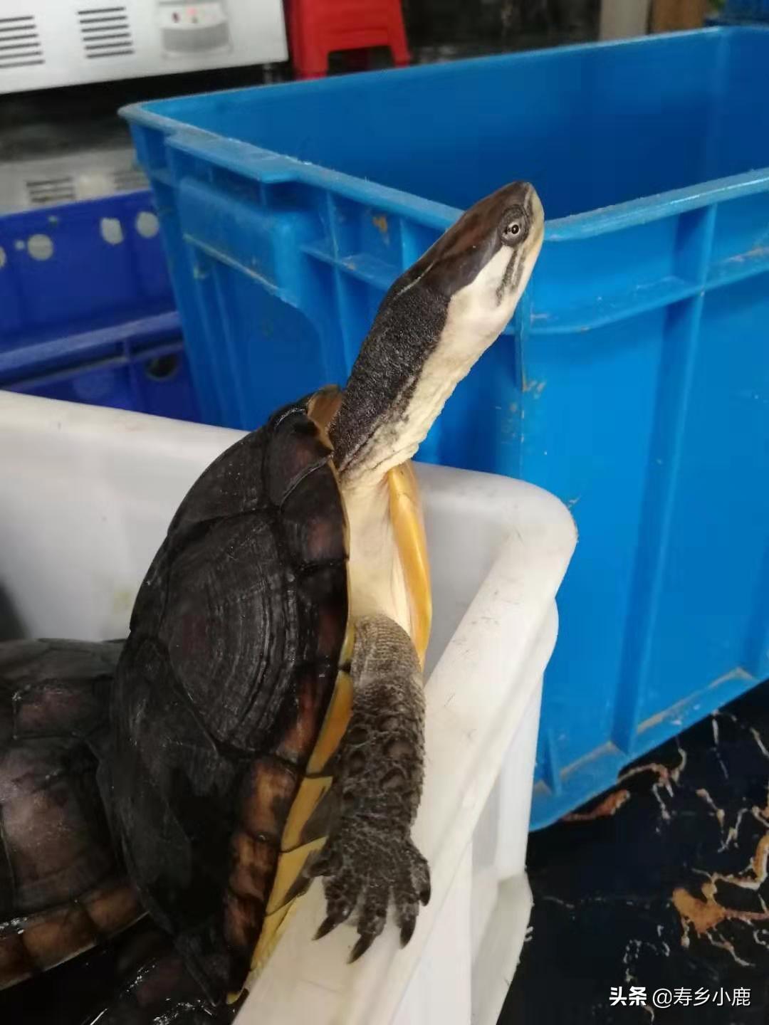 石龟怎么养才好（详解：石龟喂养注意事项）