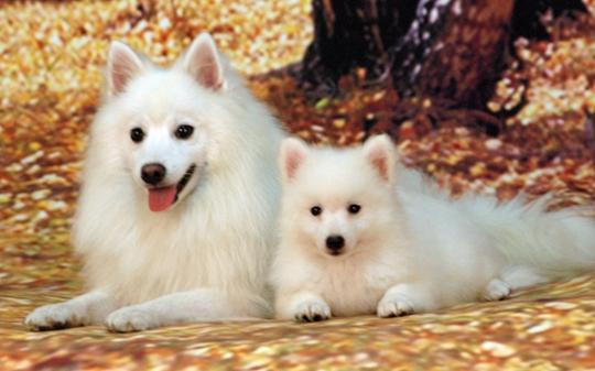 银狐狗一只最少多少元