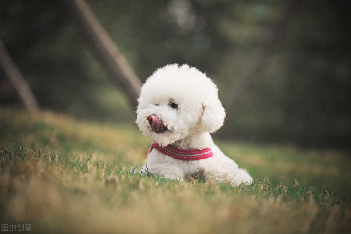 为什么比熊不能养公（附：不建议养"公比熊"的原因）