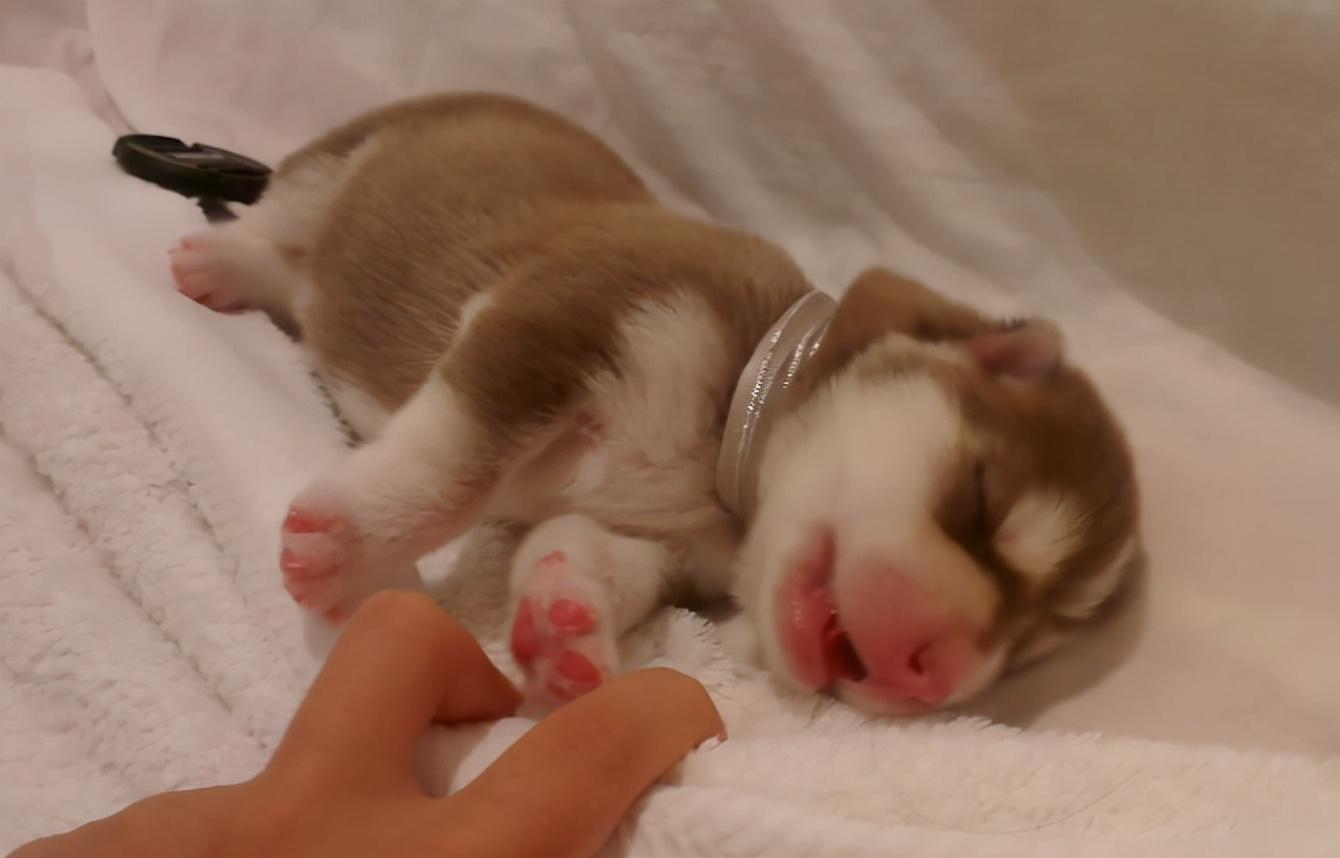 狗养多久才对人有感情（狗狗基本上到4~6个月就会认主人）