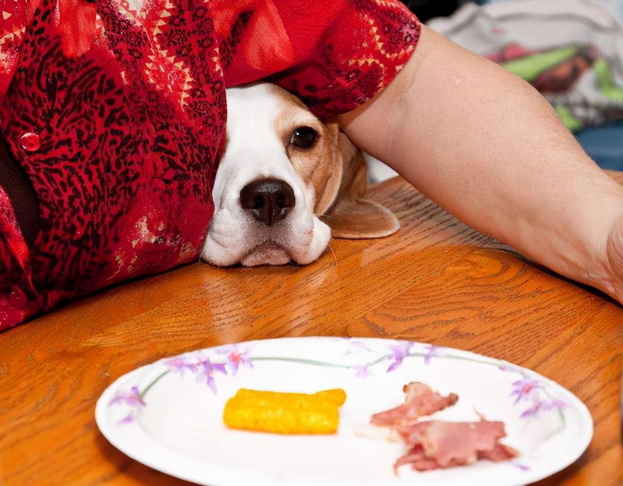 狗养多久才对人有感情（狗狗基本上到4~6个月就会认主人）