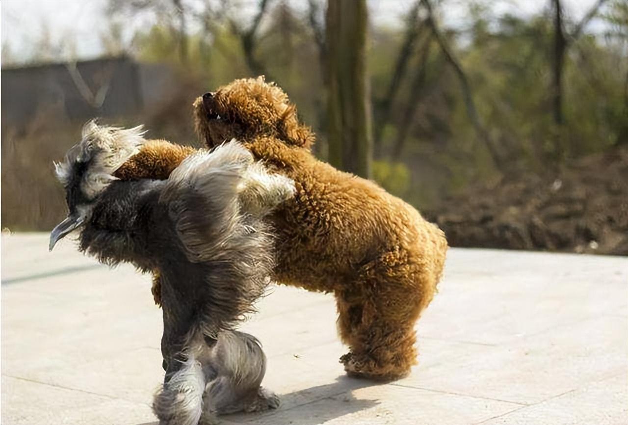 六种打架最厉害的狗（会打架的狗品种有哪些）