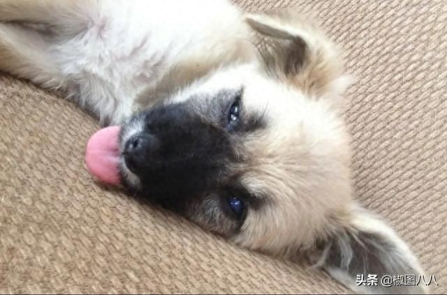 狗细小的症状是什么样（狗狗得细小之后的症状详解）