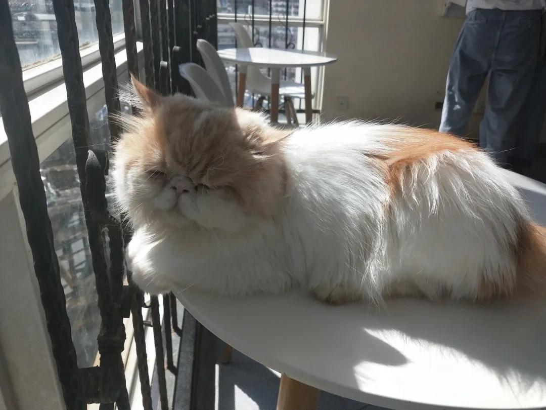 为何自从养了猫运气就一直不好