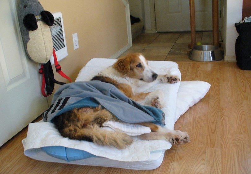 让狗狗不受罪的死法的药除了安乐死（在家怎么给狗狗安乐）