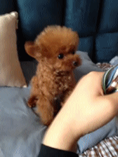 便宜的宠物狗都有哪些（详解：8大便宜且好养的狗）