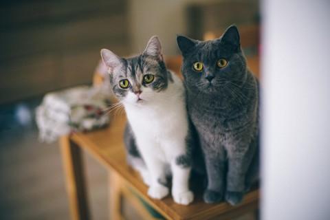 养公猫省心还是母猫省心好呢（公猫和母猫谁最忠诚）