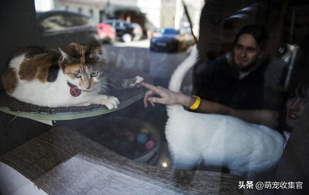 高铁托运一只猫多少钱（附：教你这四种方式过年带宠物回家）