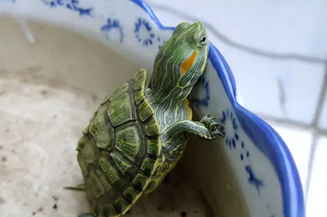 10大智商最高的龟都有哪些（附：最有灵性的龟排名）