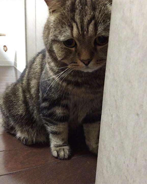 30天的小猫可以送人吗（附：不要随把猫送人它们会很伤心的）