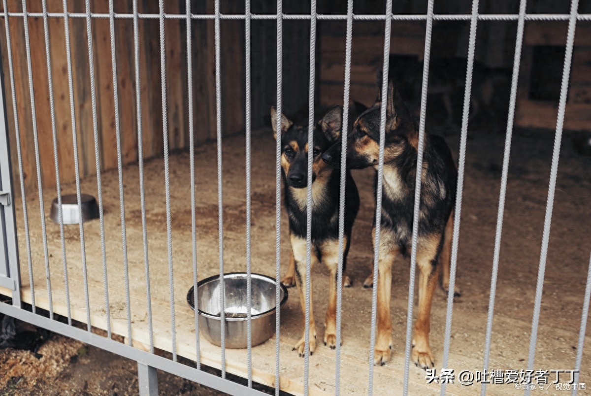 犬舍要怎么分辨正规犬舍呢（附：犬舍）