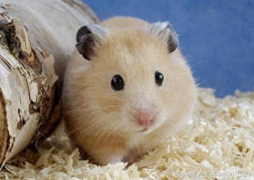 有小仓鼠公母分辨图吗（注意：看一下生殖器与肛门的距离）