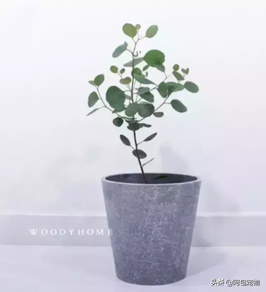 猫最怕气味排名第一且长期有效（怎么彻底驱赶野猫让它不再来）