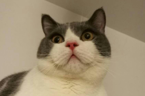 传闻英短活不过五岁真吗（附：饲养英短猫一定要注意的几个方法）