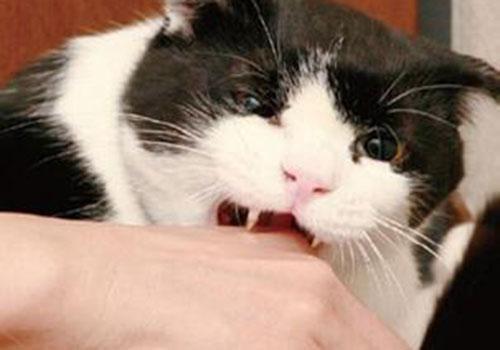 30天的小猫可以送人吗（附：不要随把猫送人它们会很伤心的）