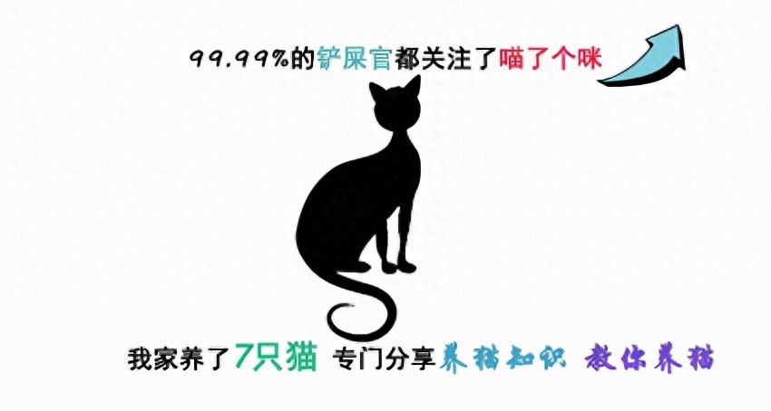 2个月小猫一顿吃15粒猫粮行吗