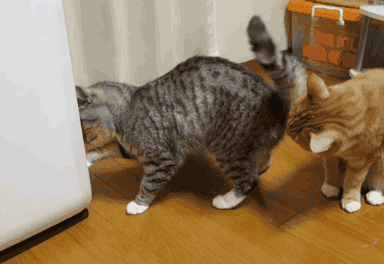 猫最怕气味排名第一且长期有效（怎么彻底驱赶野猫让它不再来）