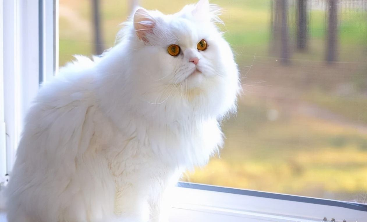 波斯猫怎么养好呢（带你了解养波斯猫的缺点）