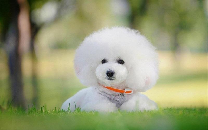 比熊笨吗（比熊也是非常的聪明的不要小瞧哦）