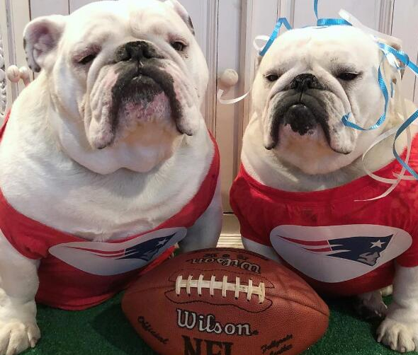 不养“英国斗牛犬”的人不知道的好处（斗牛犬图片）