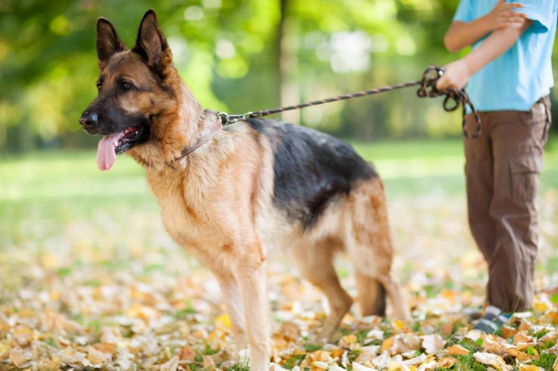 狗的生活特征和生活方式（详解：狗的特征属性是什么）