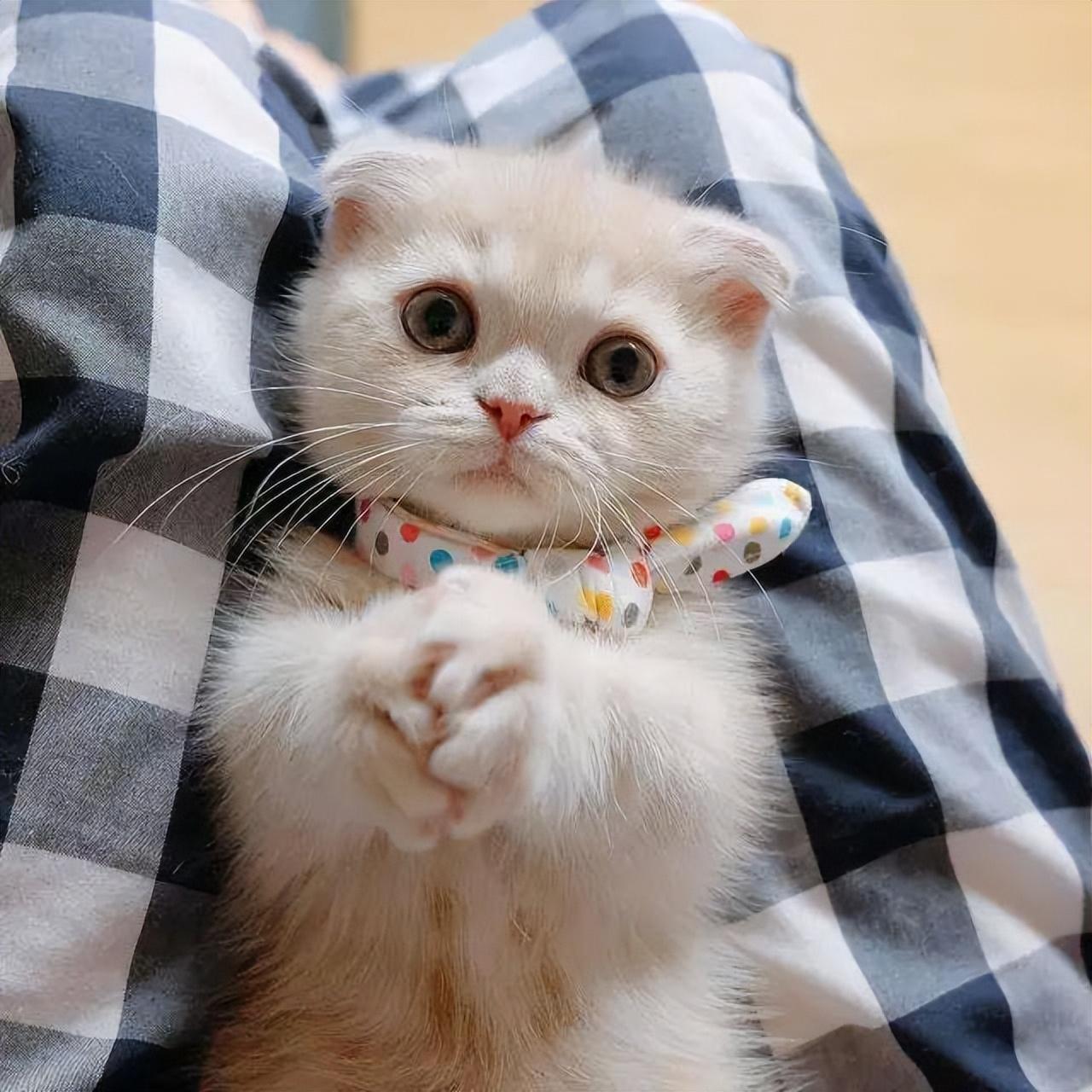 一只奶牛猫幼崽约20-200元（长毛黑白奶牛猫多少钱一只）