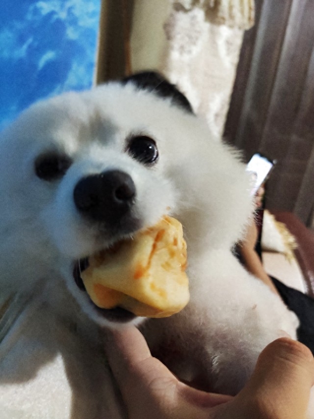 狗细小的症状是什么样（狗狗得细小之后的症状详解）