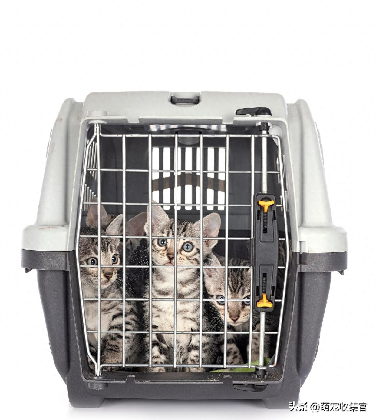 高铁托运一只猫多少钱（附：教你这四种方式过年带宠物回家）