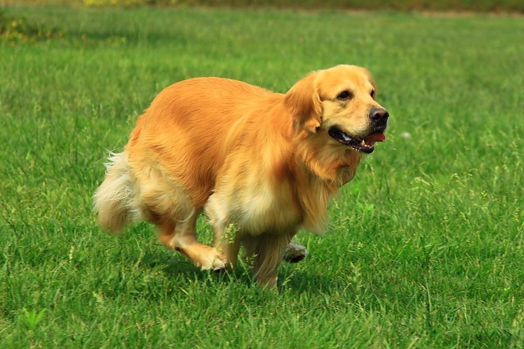 六种打架最厉害的狗（会打架的狗品种有哪些）