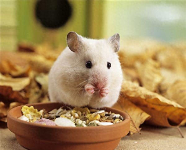 仓鼠多久洗一次澡（注意：仓鼠每周洗一次即可）