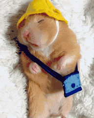 宠物金丝熊品种图片及价位表（金丝熊吃什么粮食好）