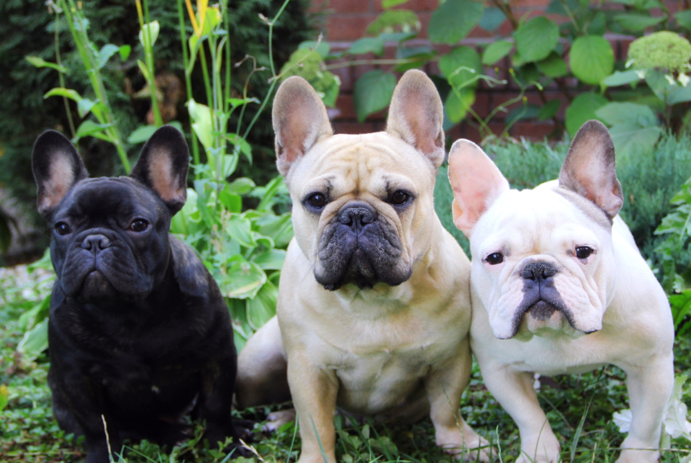 斗牛犬图片（物种百科：法国斗牛犬）