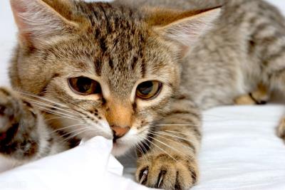 猫咪为什么发出咕噜咕噜的声音